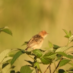 Cisticola exilis at Mannus State Forest - 31 Oct 2023 05:57 PM