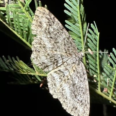 Ectropis fractaria (Ringed Bark Moth) at Mount Ainslie - 7 Nov 2023 by Pirom