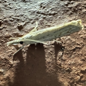 Culladia cuneiferellus at Ainslie, ACT - 6 Nov 2023 09:00 PM