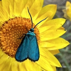 Pollanisus (genus) (A Forester Moth) at Majura, ACT - 5 Nov 2023 by Pirom