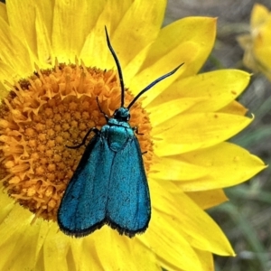 Pollanisus (genus) at Mount Ainslie - 5 Nov 2023