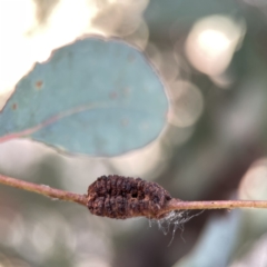 Unidentified Eucalyptus Gall at Russell, ACT - 7 Nov 2023 by Hejor1