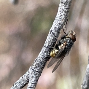 Oxysarcodexia varia at Russell, ACT - 7 Nov 2023