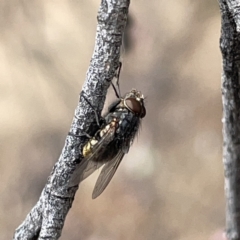 Oxysarcodexia varia at Russell, ACT - 7 Nov 2023