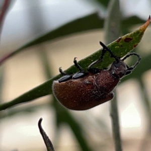 Ecnolagria sp. (genus) at Russell, ACT - 7 Nov 2023