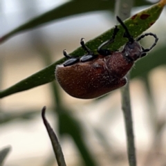 Ecnolagria sp. (genus) at Russell, ACT - 7 Nov 2023