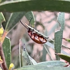 Ecnolagria sp. (genus) at Russell, ACT - 7 Nov 2023