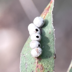 Coccidae sp. (family) at Russell, ACT - 7 Nov 2023 by Hejor1