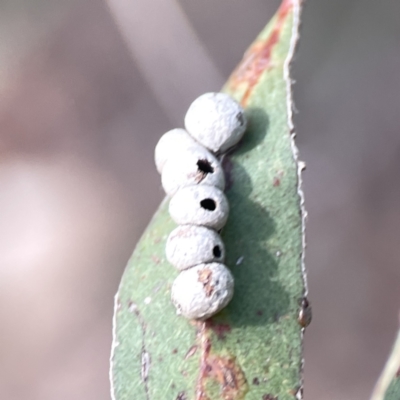 Coccidae sp. (family) at Russell, ACT - 7 Nov 2023 by Hejor1