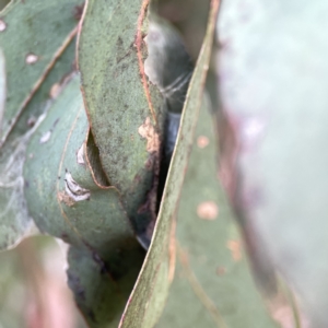 Lepidoptera unclassified IMMATURE moth at Russell, ACT - 7 Nov 2023