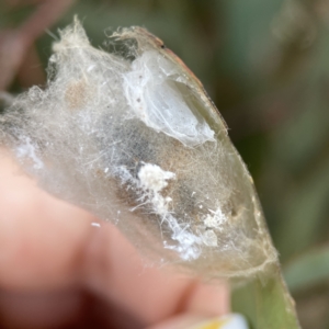 Lepidoptera unclassified IMMATURE moth at Russell, ACT - 7 Nov 2023