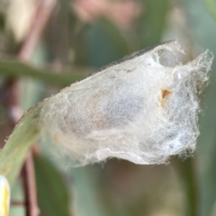 Lepidoptera unclassified IMMATURE moth at Russell, ACT - 7 Nov 2023