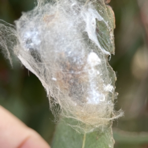 Lepidoptera unclassified IMMATURE moth at Russell, ACT - 7 Nov 2023