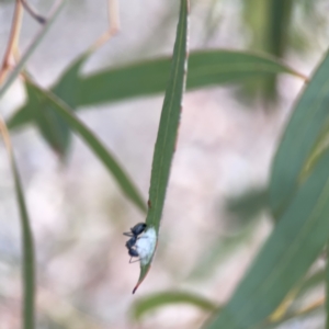 Glycaspis sp. (genus) at Russell, ACT - 7 Nov 2023