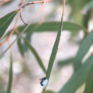 Glycaspis sp. (genus) at Russell, ACT - 7 Nov 2023