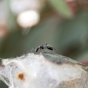 Camponotus aeneopilosus at Russell, ACT - 7 Nov 2023 05:17 PM