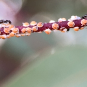 Anonychomyrma sp. (genus) at Russell, ACT - 7 Nov 2023