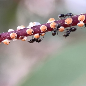 Eriococcus coriaceus at Russell, ACT - 7 Nov 2023 05:20 PM