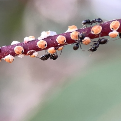 Eriococcus coriaceus (Gumtree Scale) at Russell, ACT - 7 Nov 2023 by Hejor1