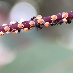 Eriococcus coriaceus at Russell, ACT - 7 Nov 2023