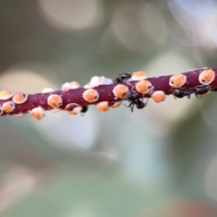 Eriococcus coriaceus at Russell, ACT - 7 Nov 2023 05:20 PM