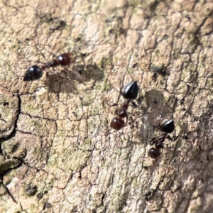 Crematogaster sp. (genus) at Russell, ACT - 7 Nov 2023