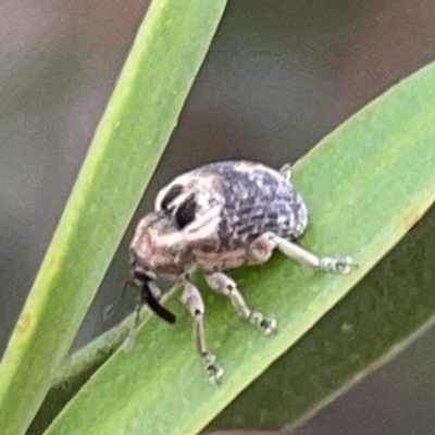 Gerynassa sp. (genus) (Weevil) at Russell, ACT - 7 Nov 2023 by Hejor1