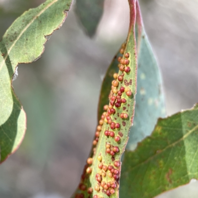 Eucalyptus insect gall at Russell, ACT - 7 Nov 2023 by Hejor1
