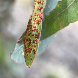 Eucalyptus insect gall at Russell, ACT - 7 Nov 2023 05:12 PM