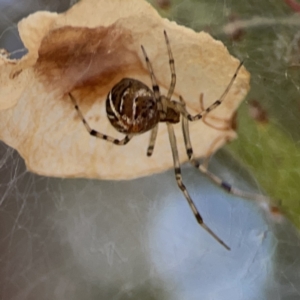 Parasteatoda sp. (genus) at Russell, ACT - 7 Nov 2023