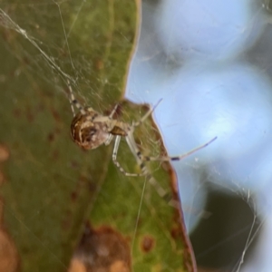 Parasteatoda sp. (genus) at Russell, ACT - 7 Nov 2023