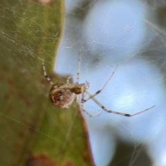 Parasteatoda sp. (genus) at Russell, ACT - 7 Nov 2023