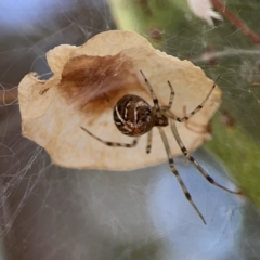 Parasteatoda sp. (genus) at Russell, ACT - 7 Nov 2023