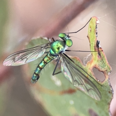 Heteropsilopus sp. (genus) (A long legged fly) at Russell, ACT - 7 Nov 2023 by Hejor1