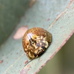 Paropsisterna cloelia (Eucalyptus variegated beetle) at Russell, ACT - 7 Nov 2023 by Hejor1