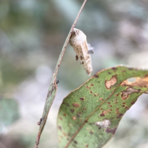 Hyalarcta nigrescens at Russell, ACT - 7 Nov 2023 05:13 PM