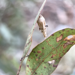 Hyalarcta nigrescens at Russell, ACT - 7 Nov 2023 05:13 PM