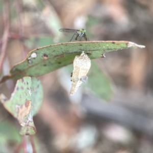 Hyalarcta nigrescens at Russell, ACT - 7 Nov 2023 05:13 PM