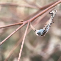 Socca pustulosa at Russell, ACT - 7 Nov 2023