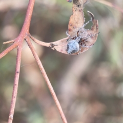 Socca pustulosa at Russell, ACT - 7 Nov 2023