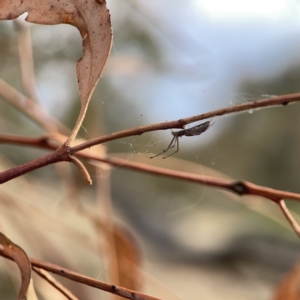 Tetragnatha sp. (genus) at Russell, ACT - 7 Nov 2023 05:31 PM