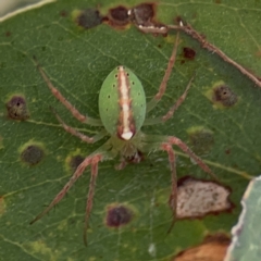 Araneus talipedatus (Slender green orb-weaver) at Russell, ACT - 7 Nov 2023 by Hejor1