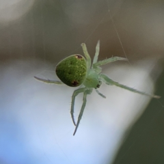 Araneus circulissparsus (species group) (Speckled Orb-weaver) at Russell, ACT - 7 Nov 2023 by Hejor1