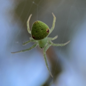 Araneus circulissparsus (species group) at Russell, ACT - 7 Nov 2023 05:34 PM