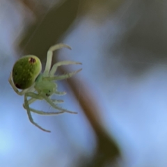 Araneus circulissparsus (species group) at Russell, ACT - 7 Nov 2023