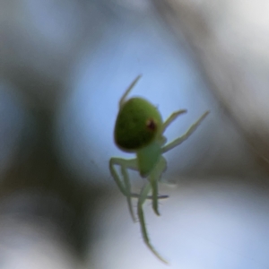 Araneus circulissparsus (species group) at Russell, ACT - 7 Nov 2023