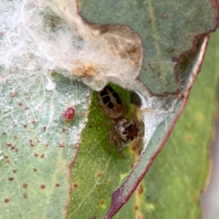 Opisthoncus sexmaculatus (Six-marked jumping spider) at Russell, ACT - 7 Nov 2023 by Hejor1