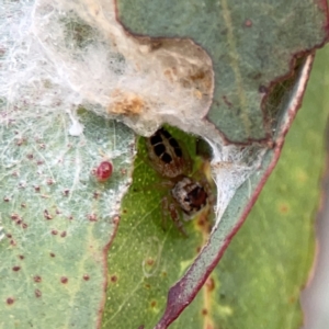 Opisthoncus sexmaculatus at Russell, ACT - 7 Nov 2023