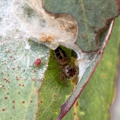 Opisthoncus sexmaculatus (Six-marked jumping spider) at Russell, ACT - 7 Nov 2023 by Hejor1