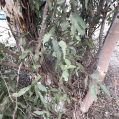 Eucalyptus sp. at Russell, ACT - 7 Nov 2023 05:06 PM